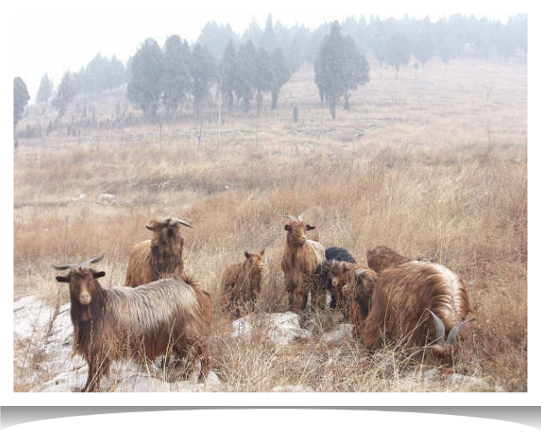 Golden Cashmere